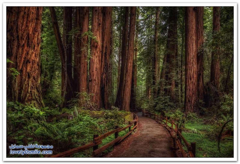 الأشجار الضخمة في غابات كاليفورنيا
