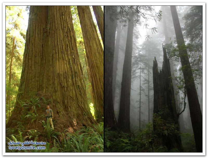 الأشجار الضخمة في غابات كاليفورنيا