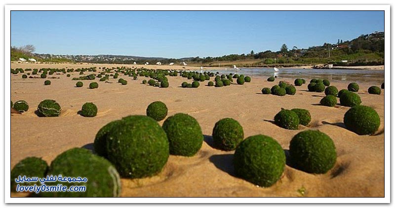 كرات خضراء غريبة على شواطئ سيدني