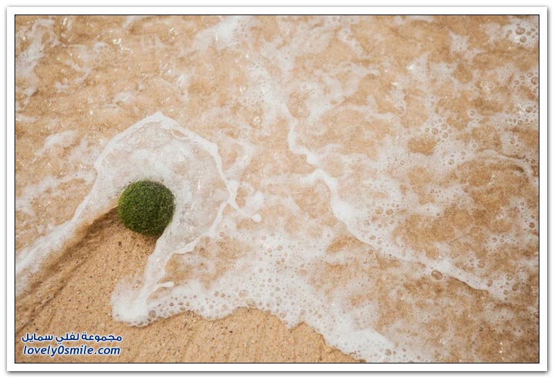 كرات خضراء غريبة على شواطئ سيدني