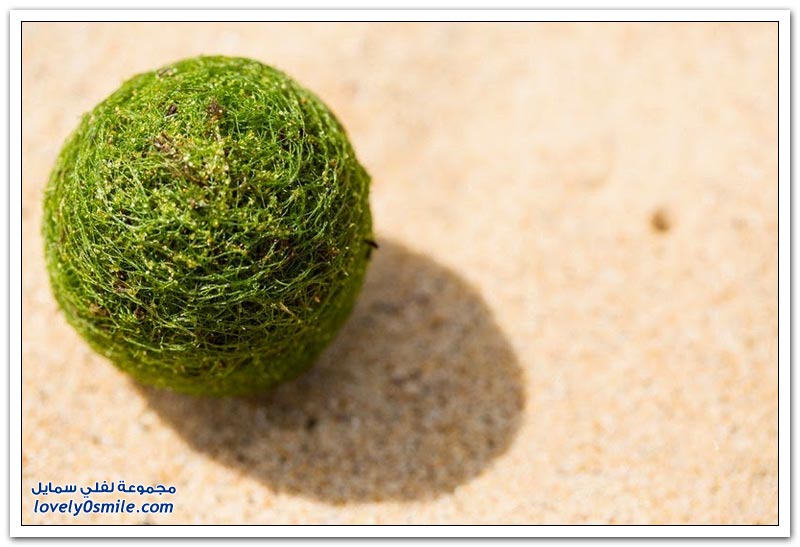 كرات خضراء غريبة على شواطئ سيدني
