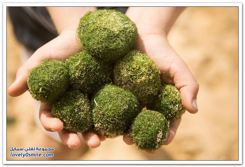 كرات خضراء غريبة على شواطئ سيدني
