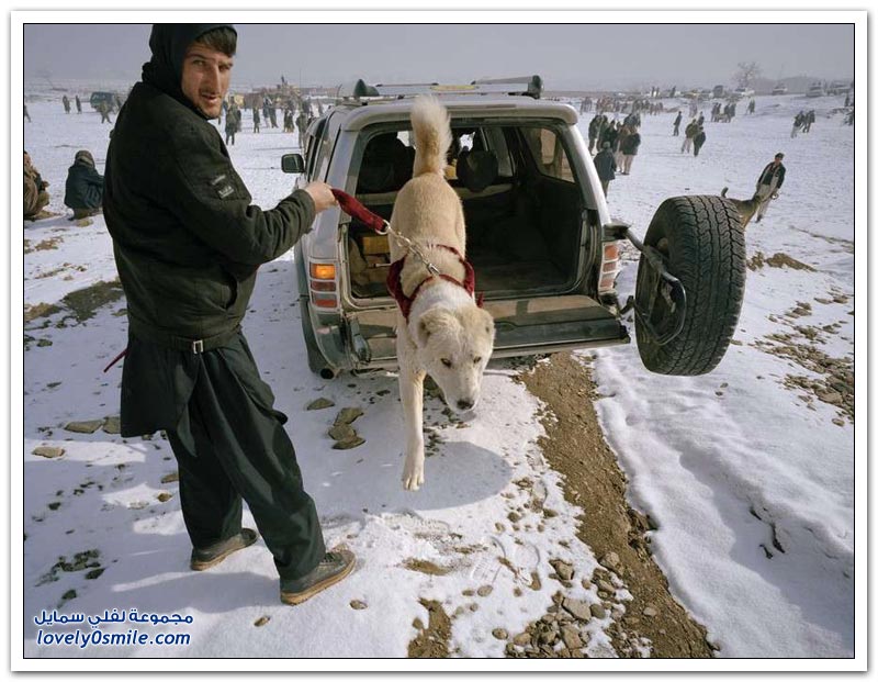قتال الكلاب في أفغانستان