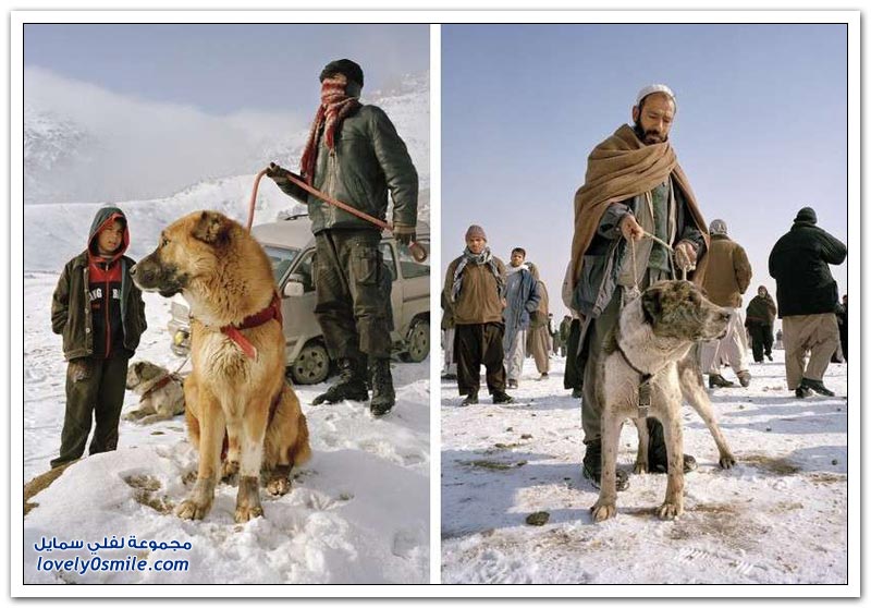 قتال الكلاب في أفغانستان