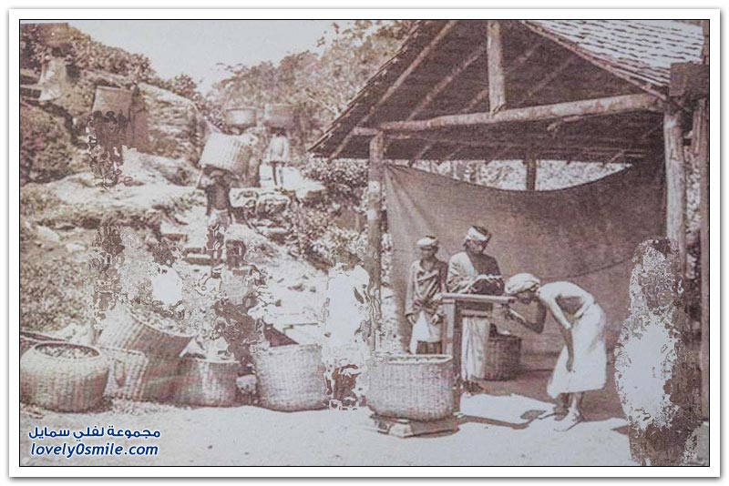 مصنع شاي في الهند