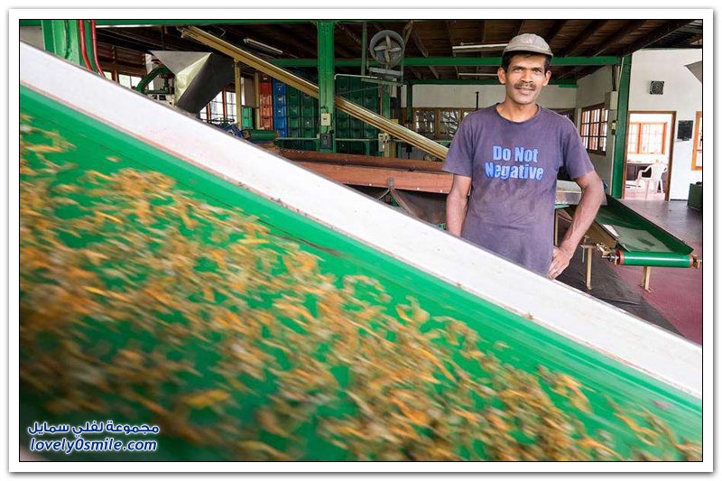 مصنع شاي في الهند