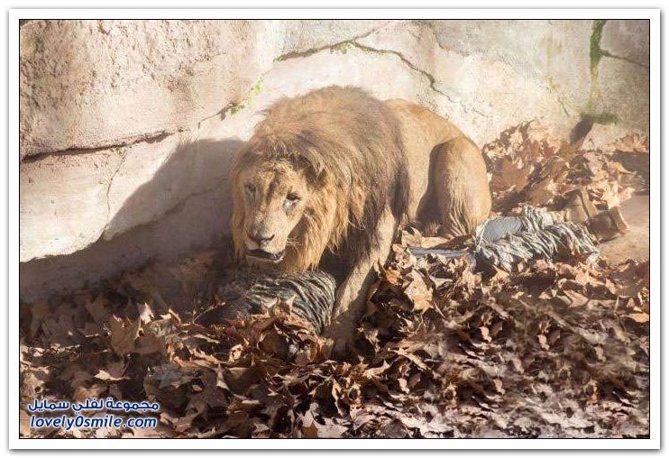 متطفل يقفز داخل قفص الأسود في حديقة برشلونة