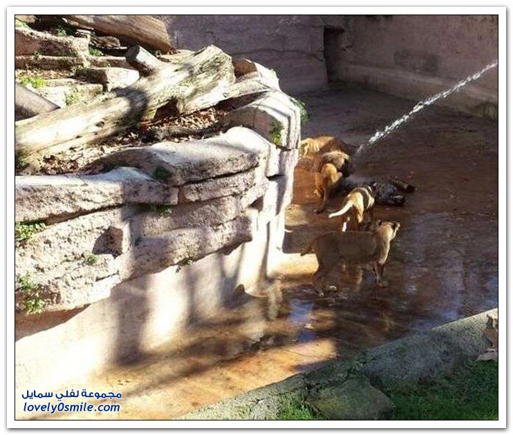 متطفل يقفز داخل قفص الأسود في حديقة برشلونة