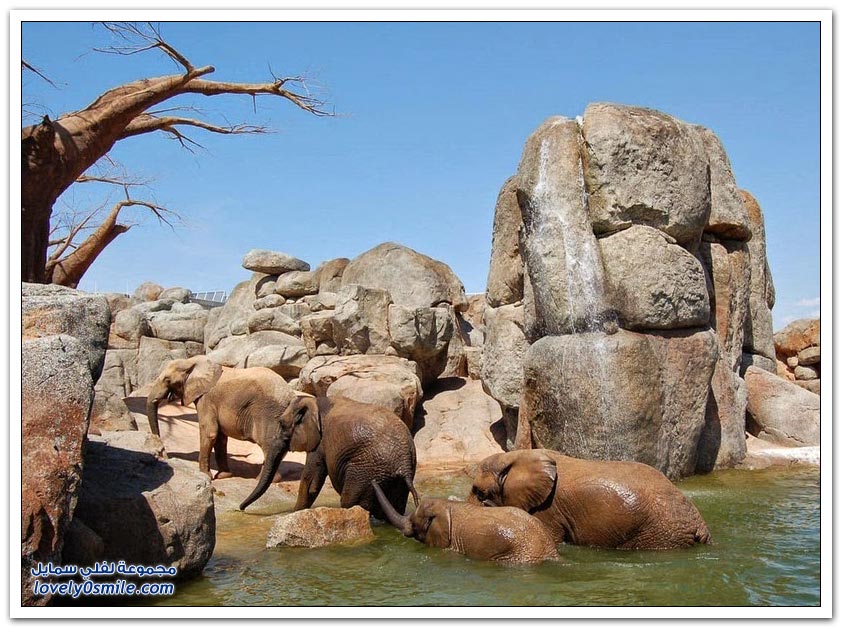 بيوبارك حديقة تحتوي على أكبر مجموعة من الحيوانات الأفريقية