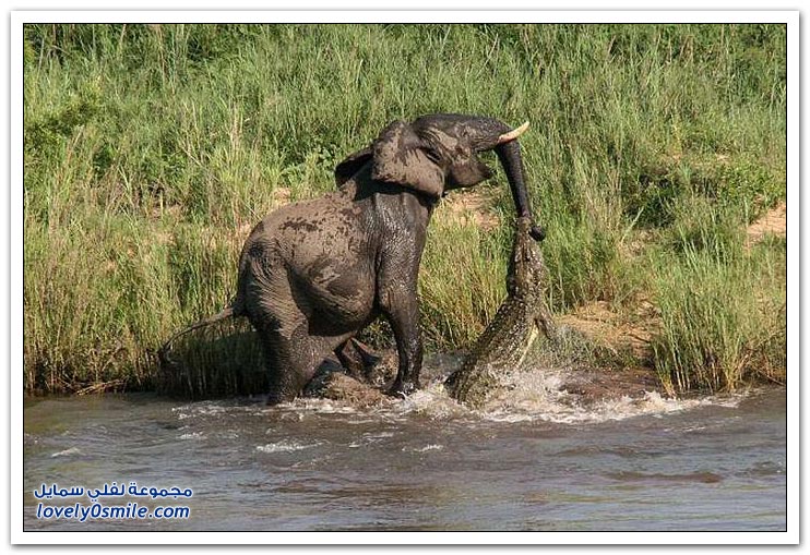 فيل ينجو من هجوم تمساح