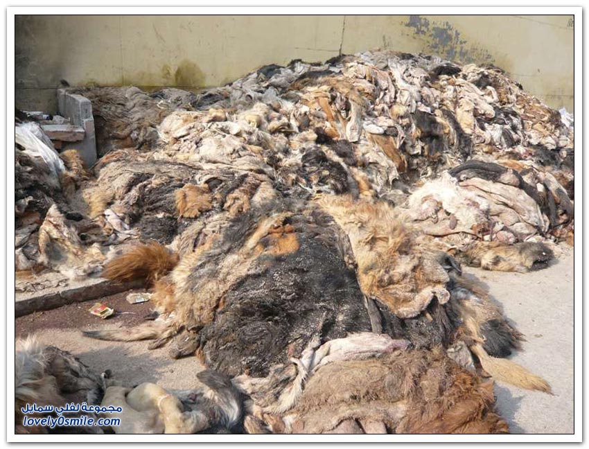 تصنيع القفازات من جلود الكلاب في الصين