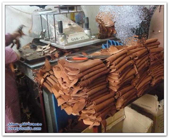 تصنيع القفازات من جلود الكلاب في الصين