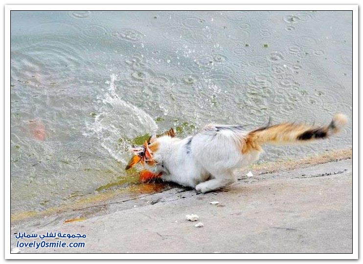 قطة تصطاد سمكة
