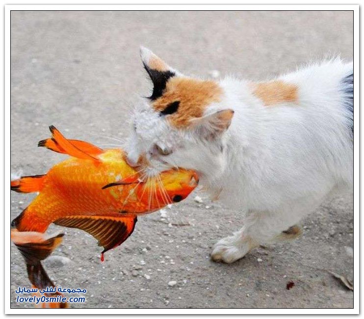 قطة تصطاد سمكة
