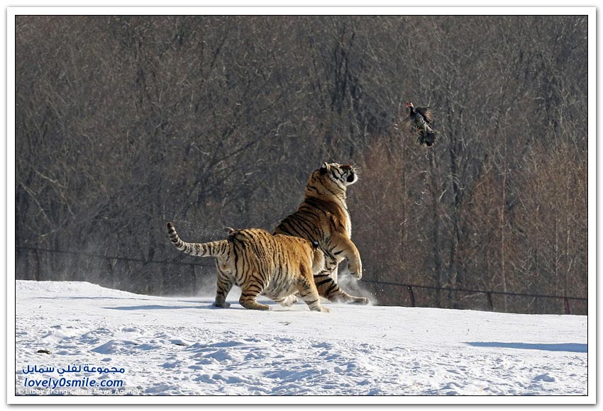 نمر يُحاول صيد طير