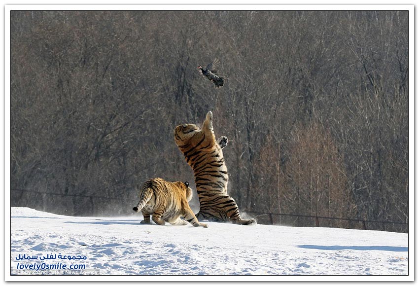 نمر يُحاول صيد طير