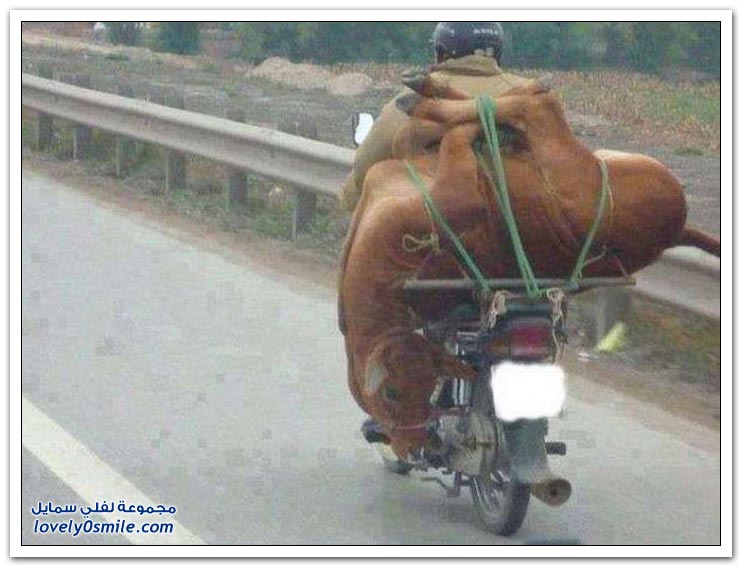 كل ما يمكن نقله على دراجة نارية