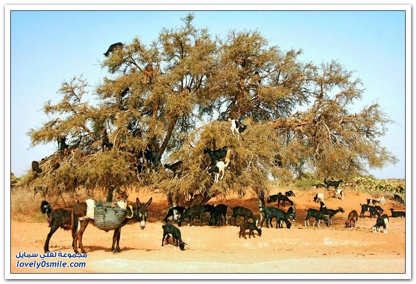 ظاهرة تسلق الماعز لشجرة الأركان الفريدة في المغرب