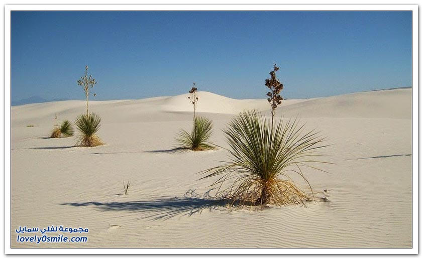 صحراء الرمال البيضاء في نيو مكسيكو بالولايات المتحدة
