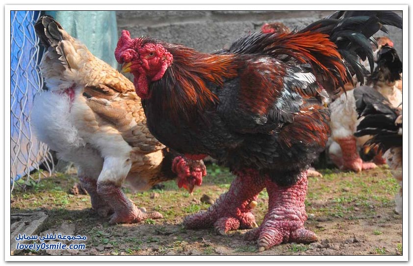الدجاج ذو الأرجل العملاقة أغرب نوع دجاج في العالم