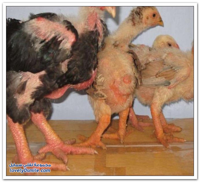 الدجاج ذو الأرجل العملاقة أغرب نوع دجاج في العالم