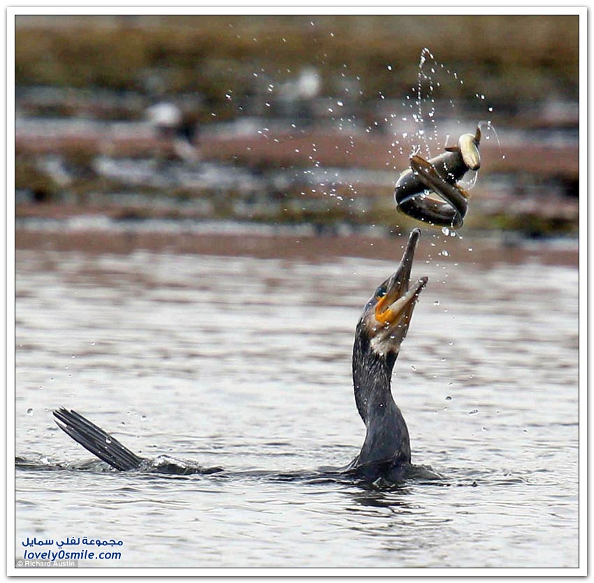 معركة حياة أو موت بين طائر الغاق وثعبان الماء