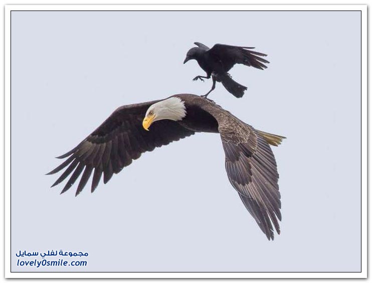 غراب جريء يمتطي ظهر نسر أصلع