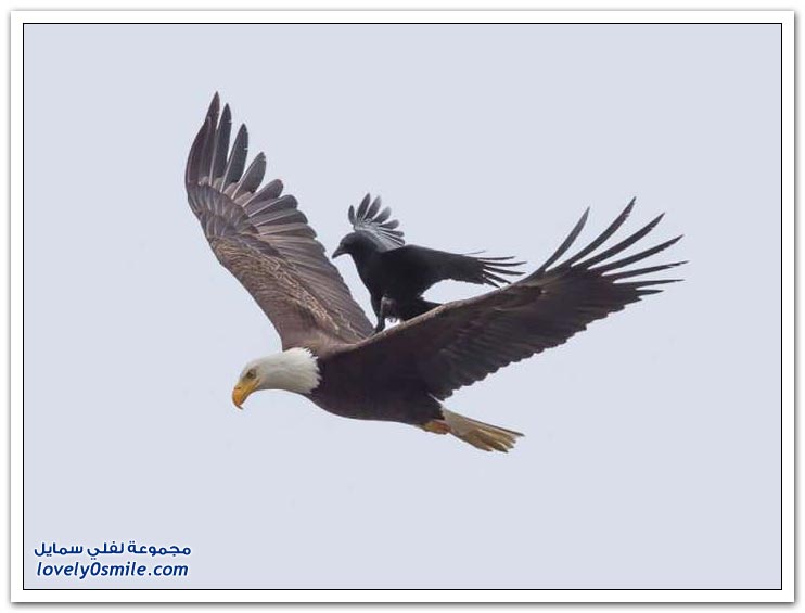 غراب جريء يمتطي ظهر نسر أصلع