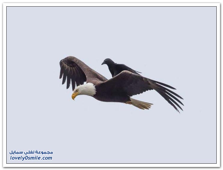 غراب جريء يمتطي ظهر نسر أصلع
