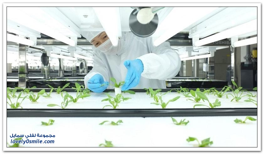 مزرعة المستقبل النظيفة توشيبا تبدأ بإنتاج الخضروات