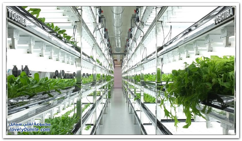 مزرعة المستقبل النظيفة توشيبا تبدأ بإنتاج الخضروات