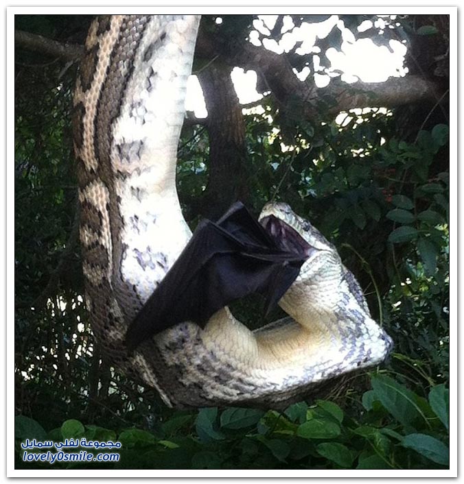 ثعبان عملاق يلتهم خفاش فوق شجرة