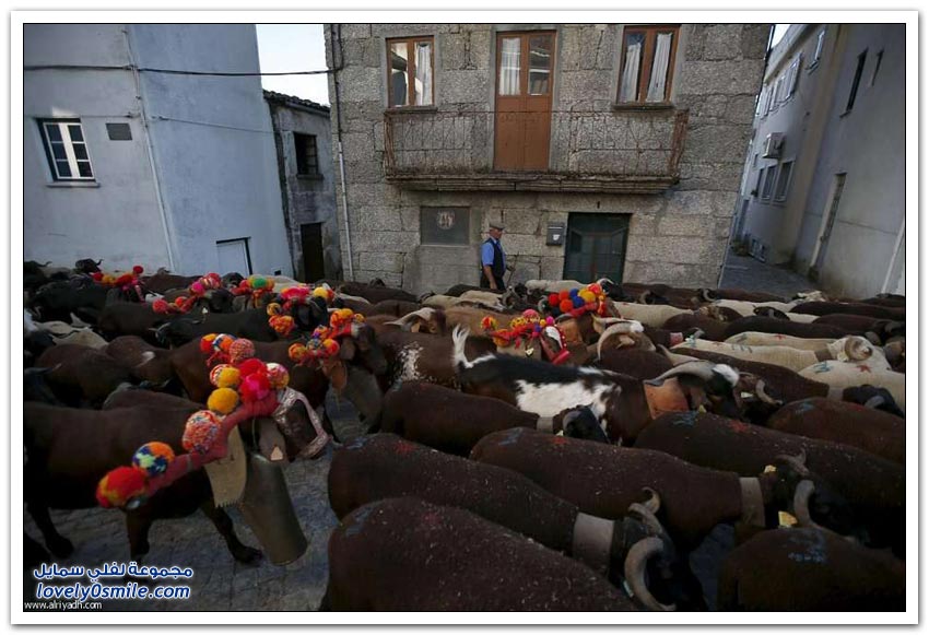 رعاة الماعز في البرتغال