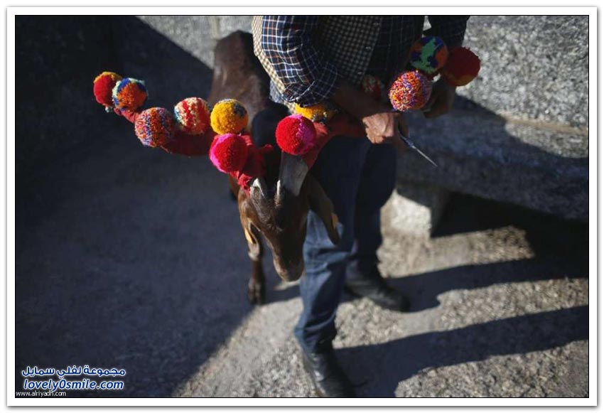رعاة الماعز في البرتغال