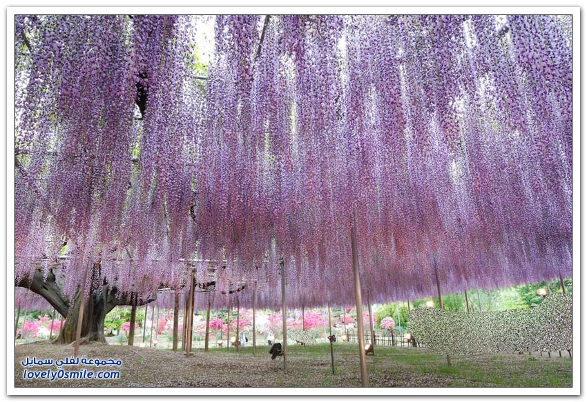 أشجار الوستارية الرائعة في اليابان