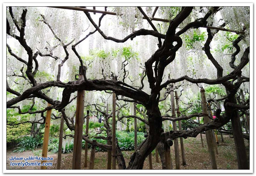 أشجار الوستارية الرائعة في اليابان