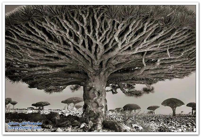 مصور يقضي 14 عام لتصوير أكبر وأقدم الأشجار في العالم