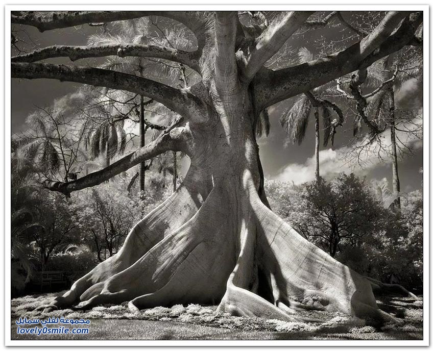 مصور يقضي 14 عام لتصوير أكبر وأقدم الأشجار في العالم