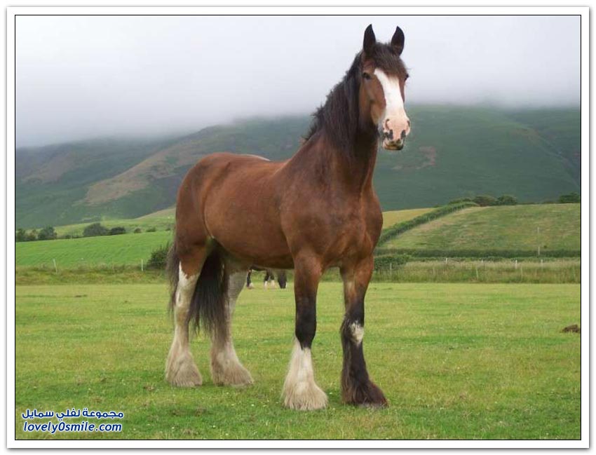 سلالات الخيول الأكثر جمالاً