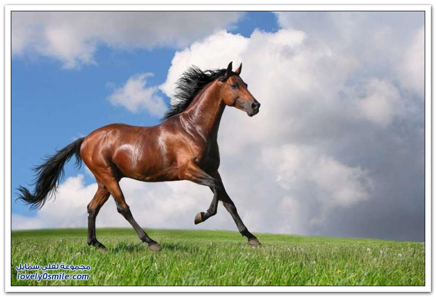 سلالات الخيول الأكثر جمالاً