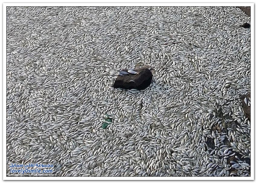 آلاف الأسماك تموت على ضفاف نهر بالقرب من تيانجين الصينية