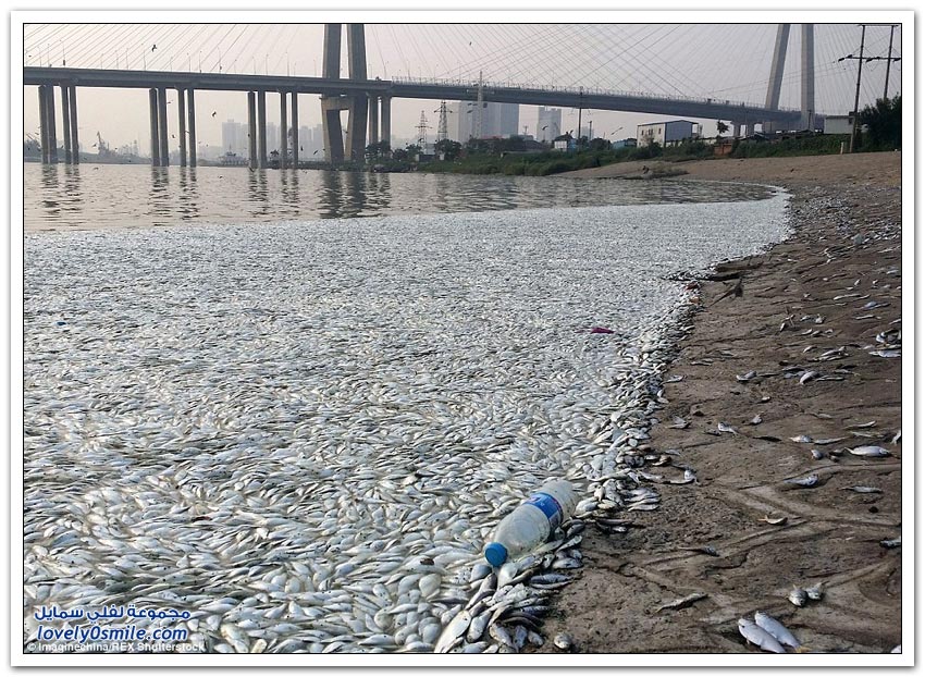 آلاف الأسماك تموت على ضفاف نهر بالقرب من تيانجين الصينية