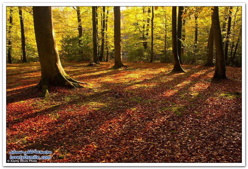 صور الخريف في المملكة المتحدة