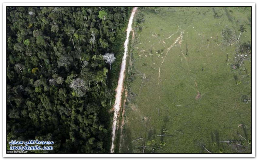 تهديد غابة الأمازون