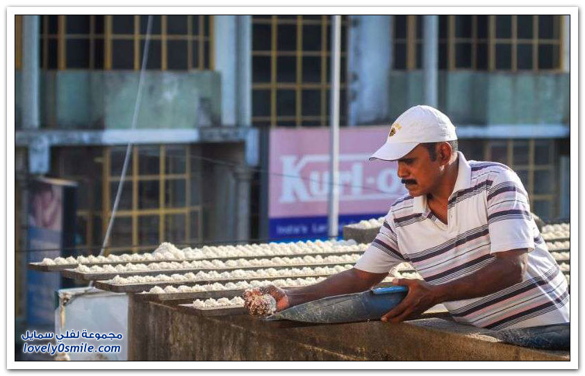 هندي يُطعم أكثر من 4000 ببغاء يوميا منذ 10 أعوام