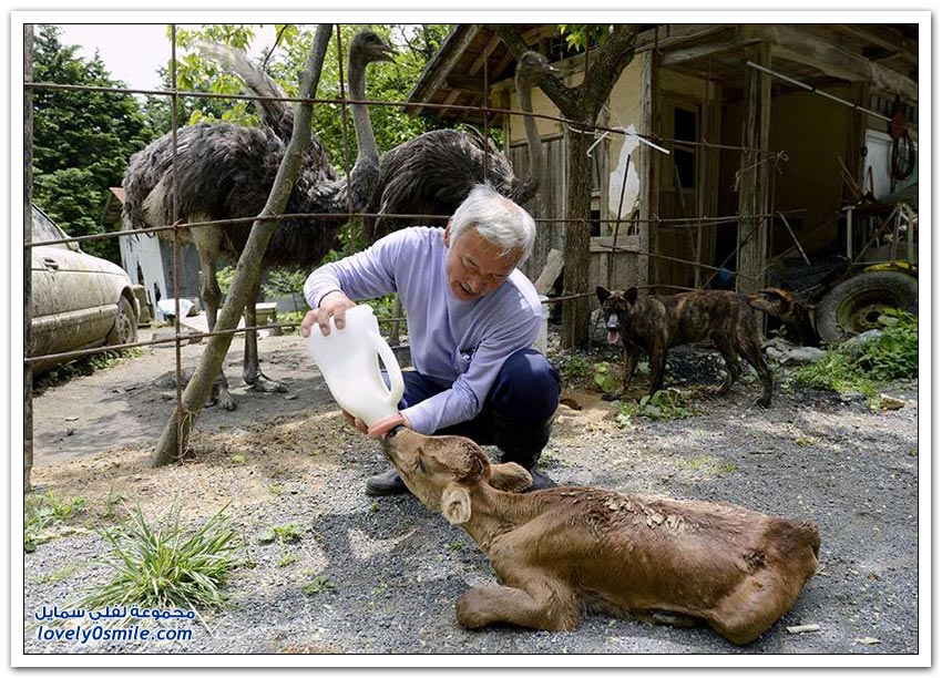 ياباني يقيم وحيداً في منطقة مشعة لإطعام الحيوانات