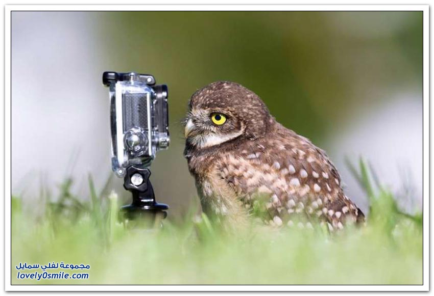 مسابقة التصوير الفوتوغرافي للحياة البرية