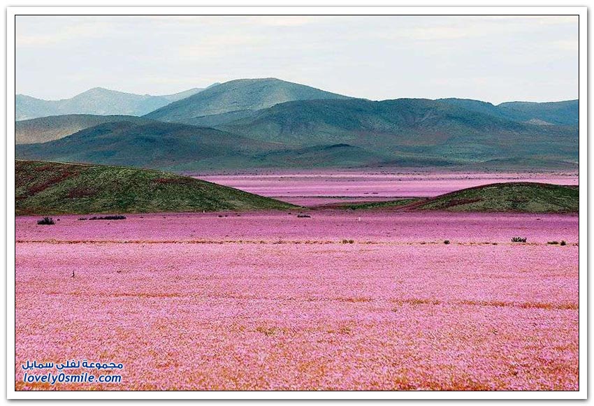 هذا ما يحدث عندما يسقط المطر على الصحراء الأكثر جفافا في العالم
