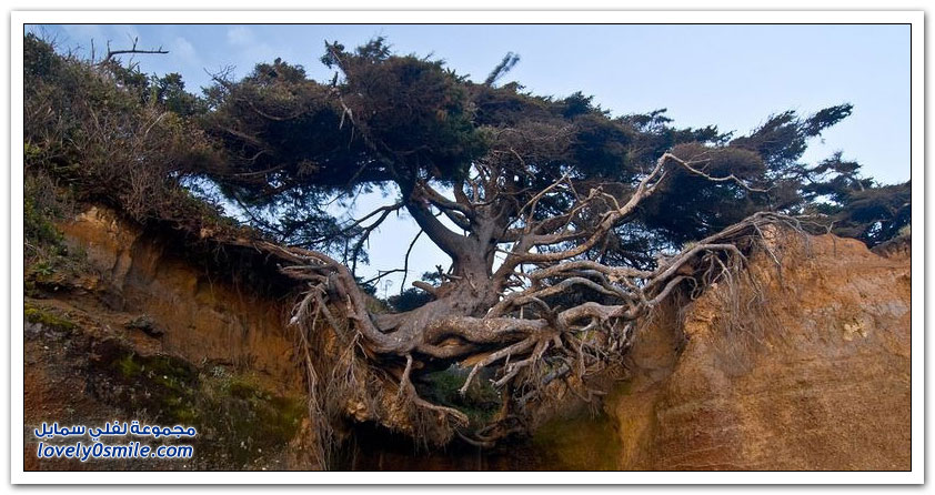 شجرة استثنائية في الحديقة الوطنية الأولمبية في واشنطن