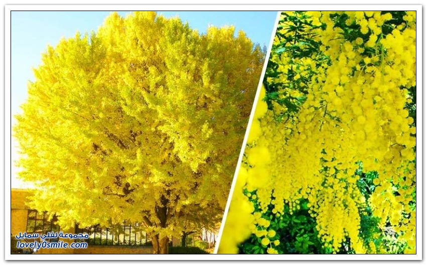 الأشجار الأكثر تميزاً في العالم